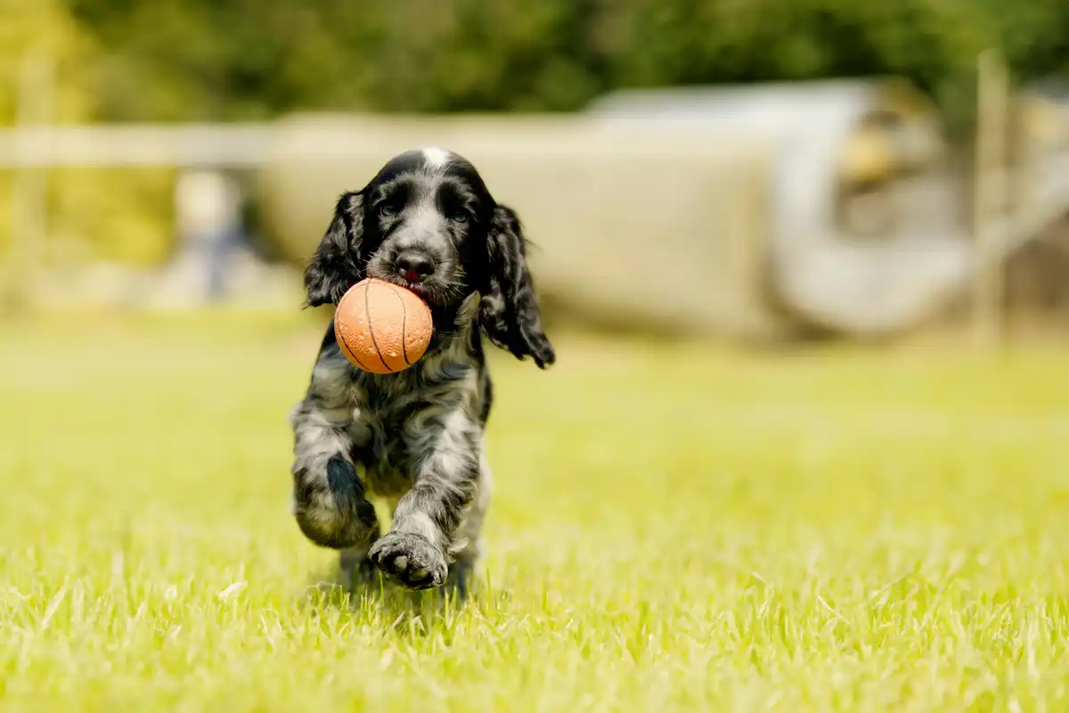 Featured image for “Spelen met je hond is niet alleen leuk”