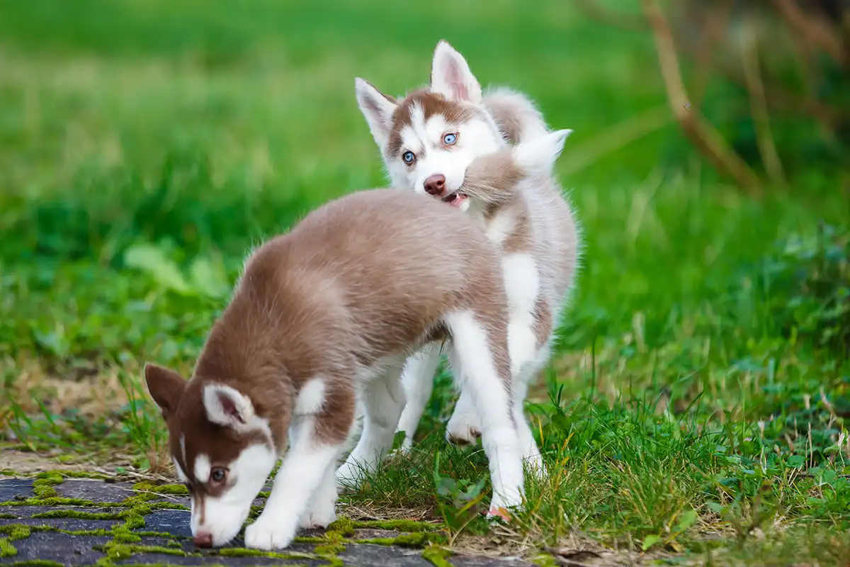 Featured image for “Zo herken je een goede puppycursus”